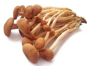استخراج Agrocybe Cylindracea
