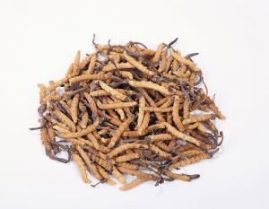 كورديسيبس استخراج أوفيوكورديسيبس سينينسيس كورديسيبس مسحوق الفطر كورديسيبس سينينسيس استخراج كورديسيبس العضوية