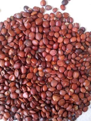 تاريخ العمود الفقري