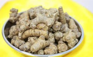 استخراج Notoginseng